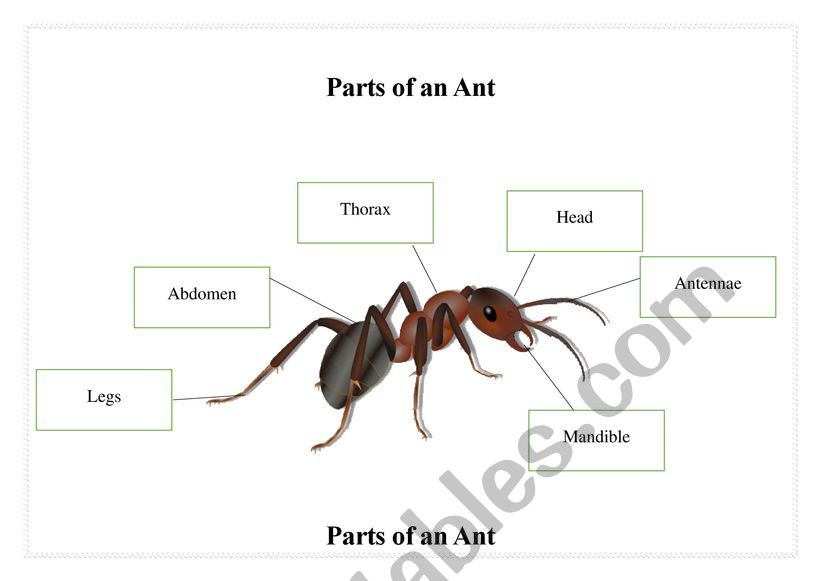 Part Body Of Ant worksheet