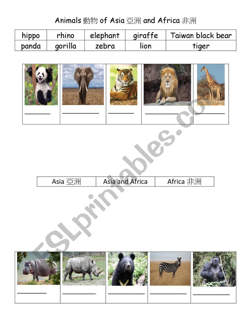 Animals of Asia and Africa - ESL worksheet by Best Language Center