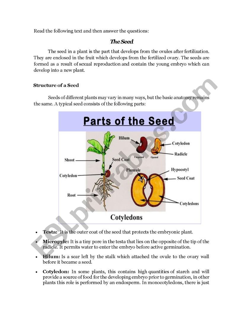 Plants Reproductions Through Seeds Esl Worksheet By Profcarlman Plants Reproductions Through Seeds Esl Worksheet By Profcarlman