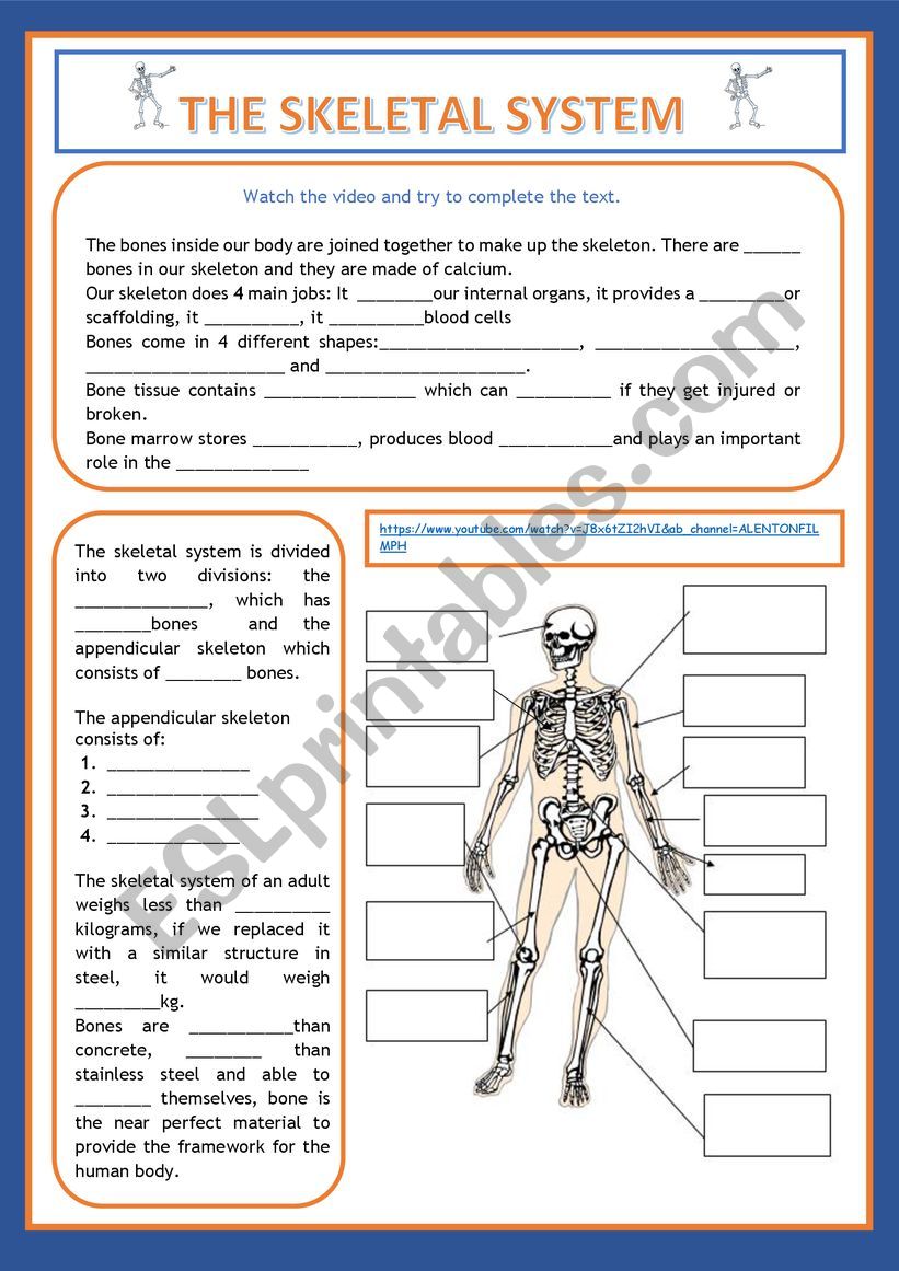 THE SKELETAL SYSTEM worksheet