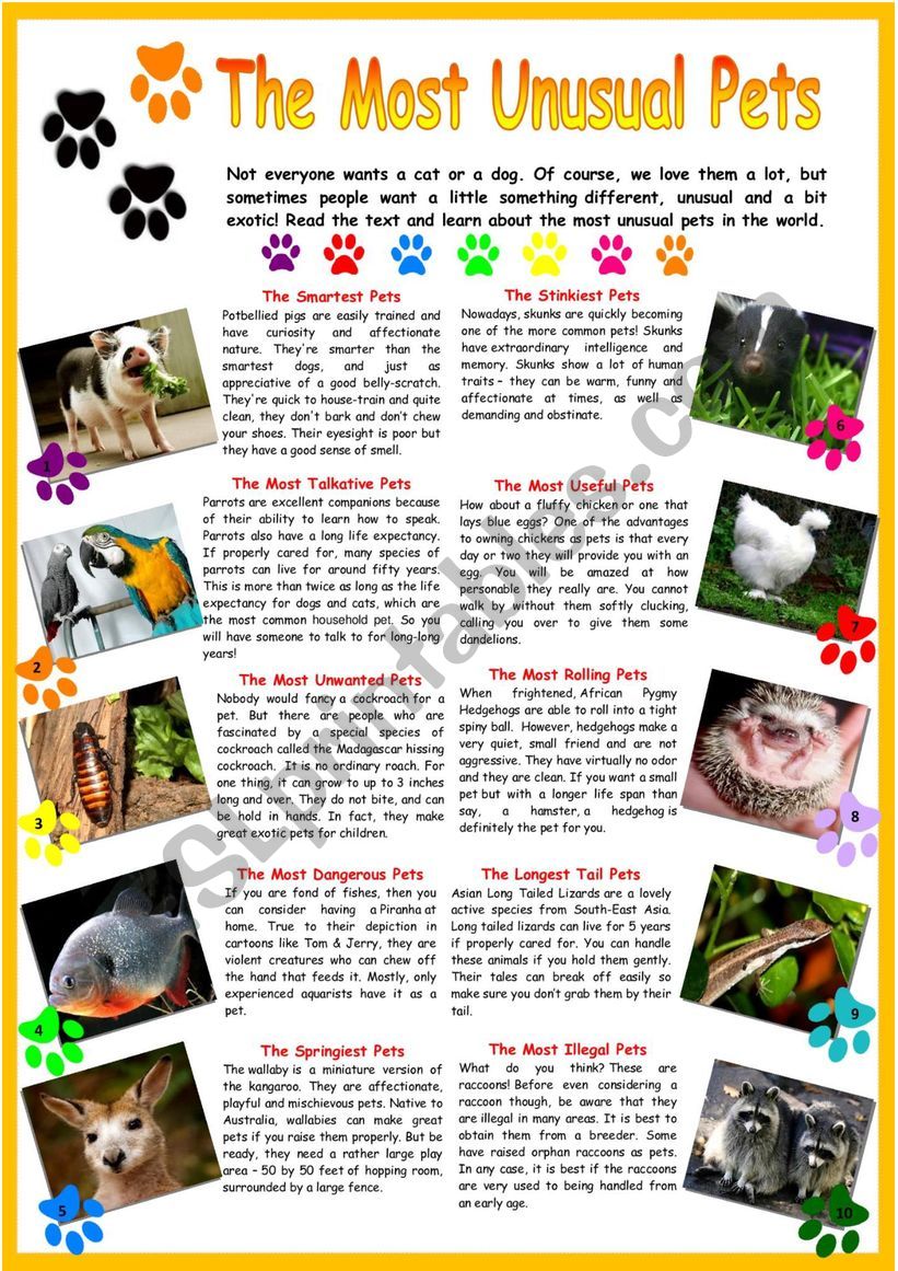 The Most Unusual Pets worksheet