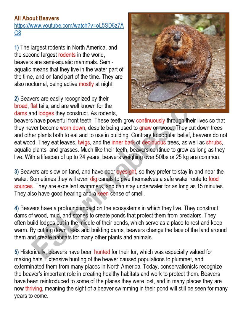 All About Beaver worksheet