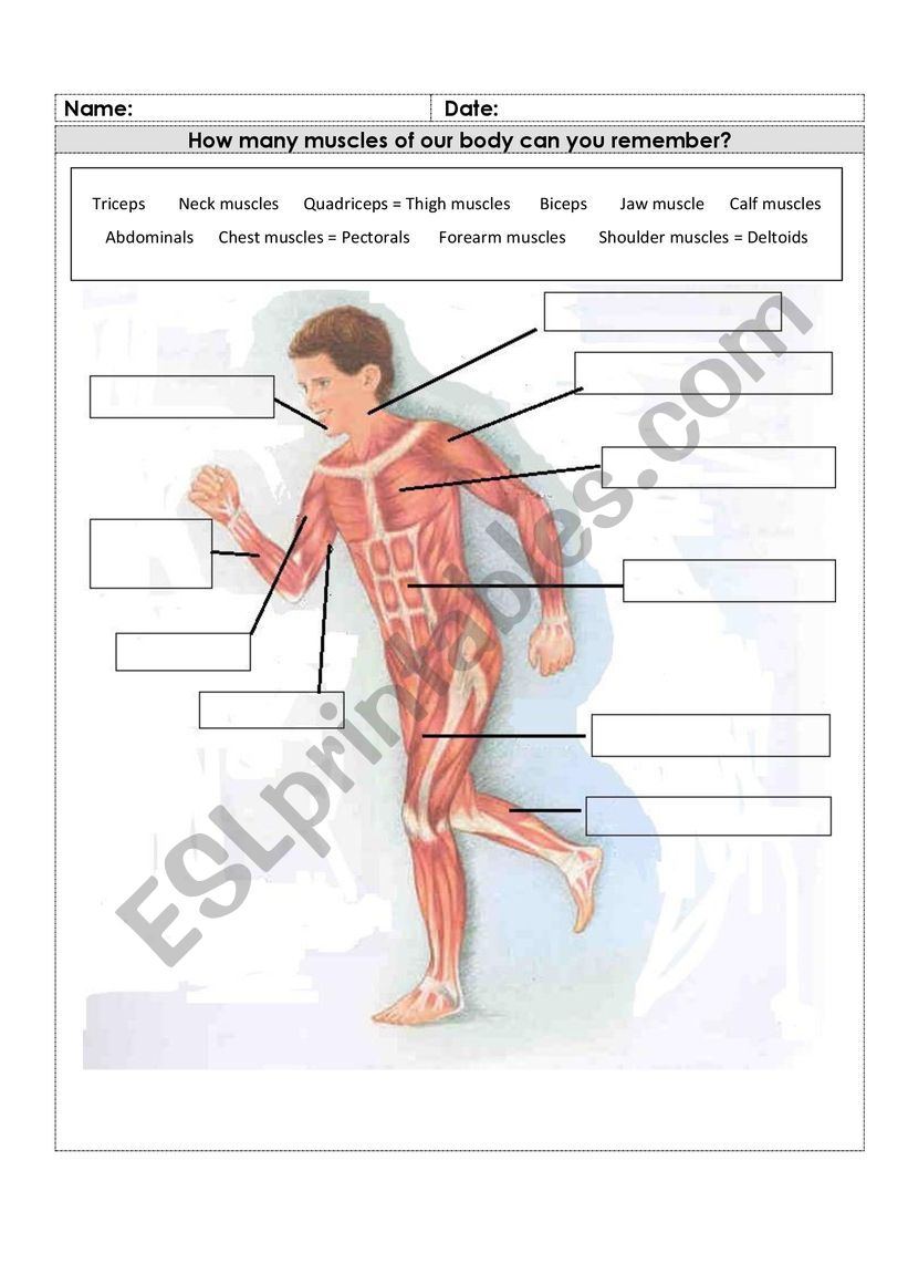 Muscles worksheet
