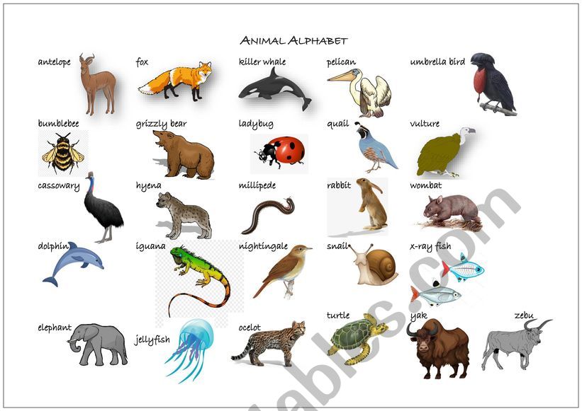 Animal Alphabet worksheet