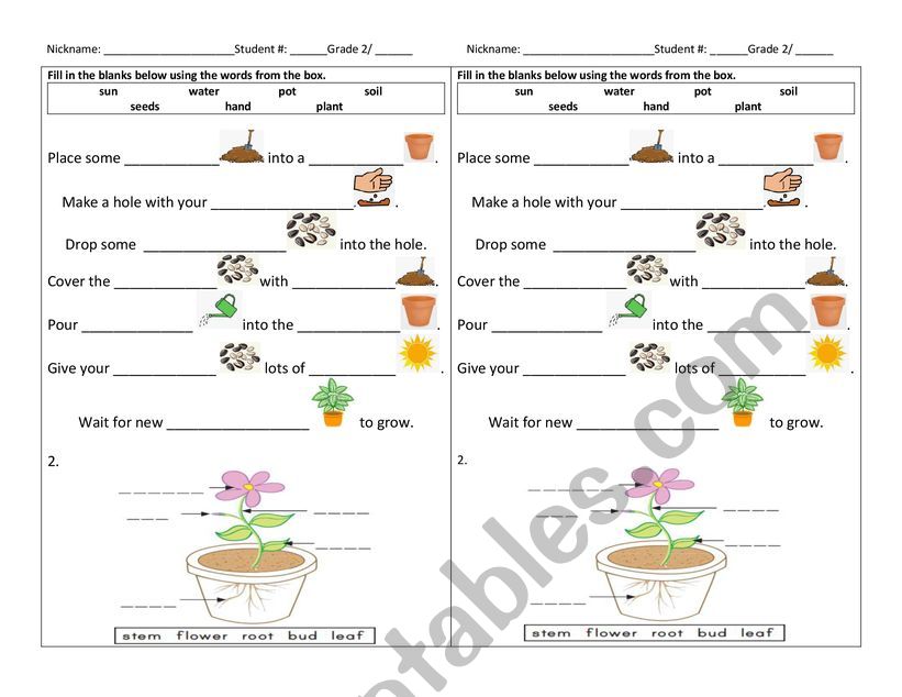 Parts of the Plants worksheet