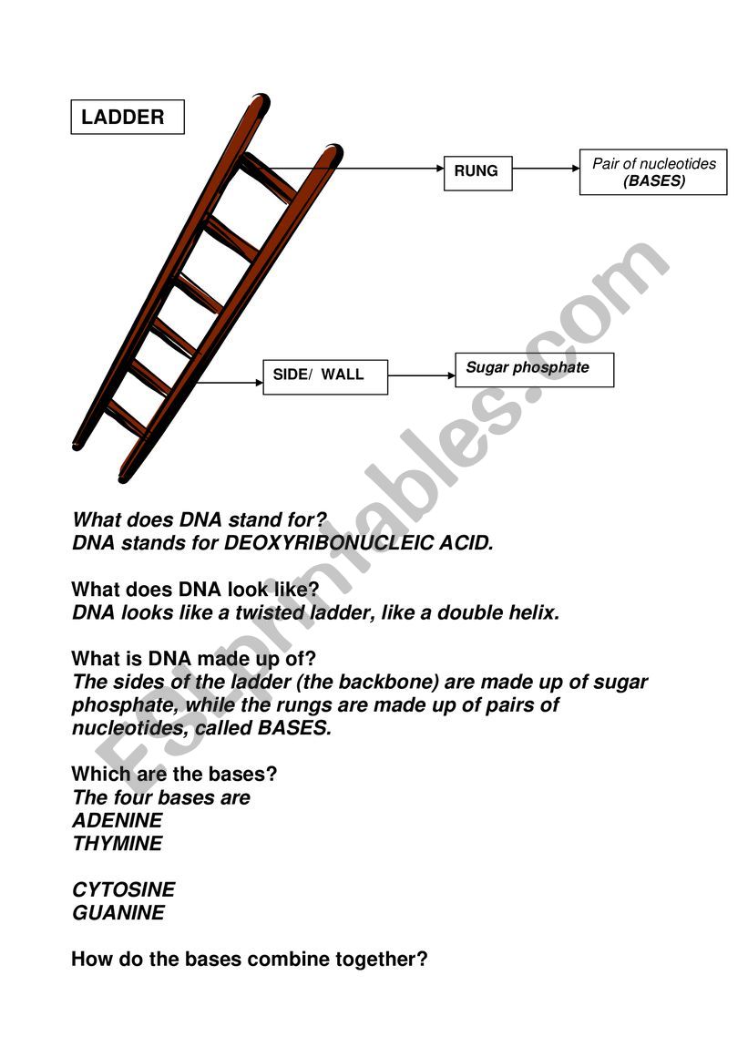 DNA ladder worksheet