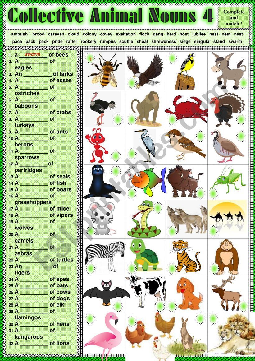 collective-animal-nouns-4-exercises-key-esl-worksheet-by-karagozian