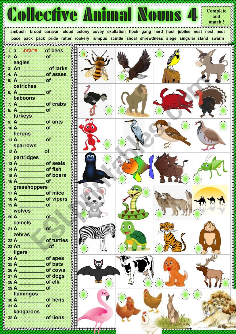 COLLECTIVE ANIMAL NOUNS 4 exercises + KEY