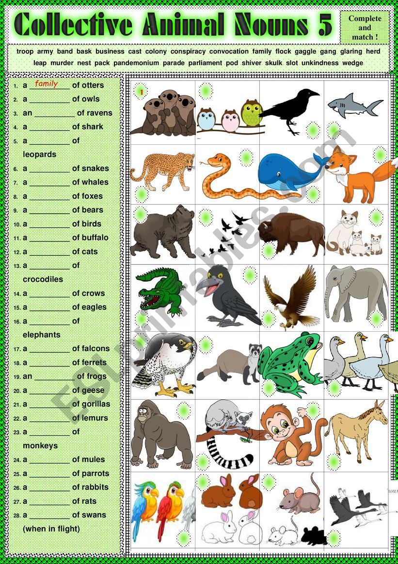 COLLECTIVE ANIMAL NOUNS 5 exercises + KEY