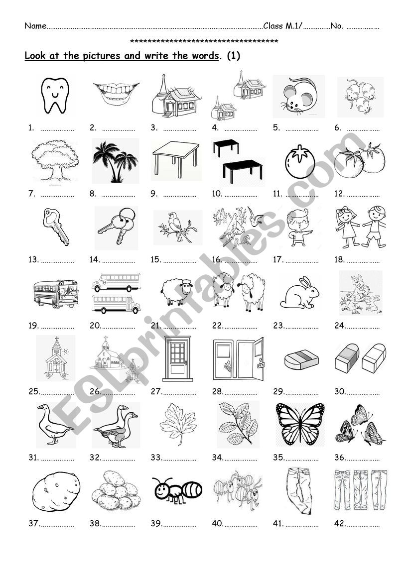 Singular and Plural 1 worksheet