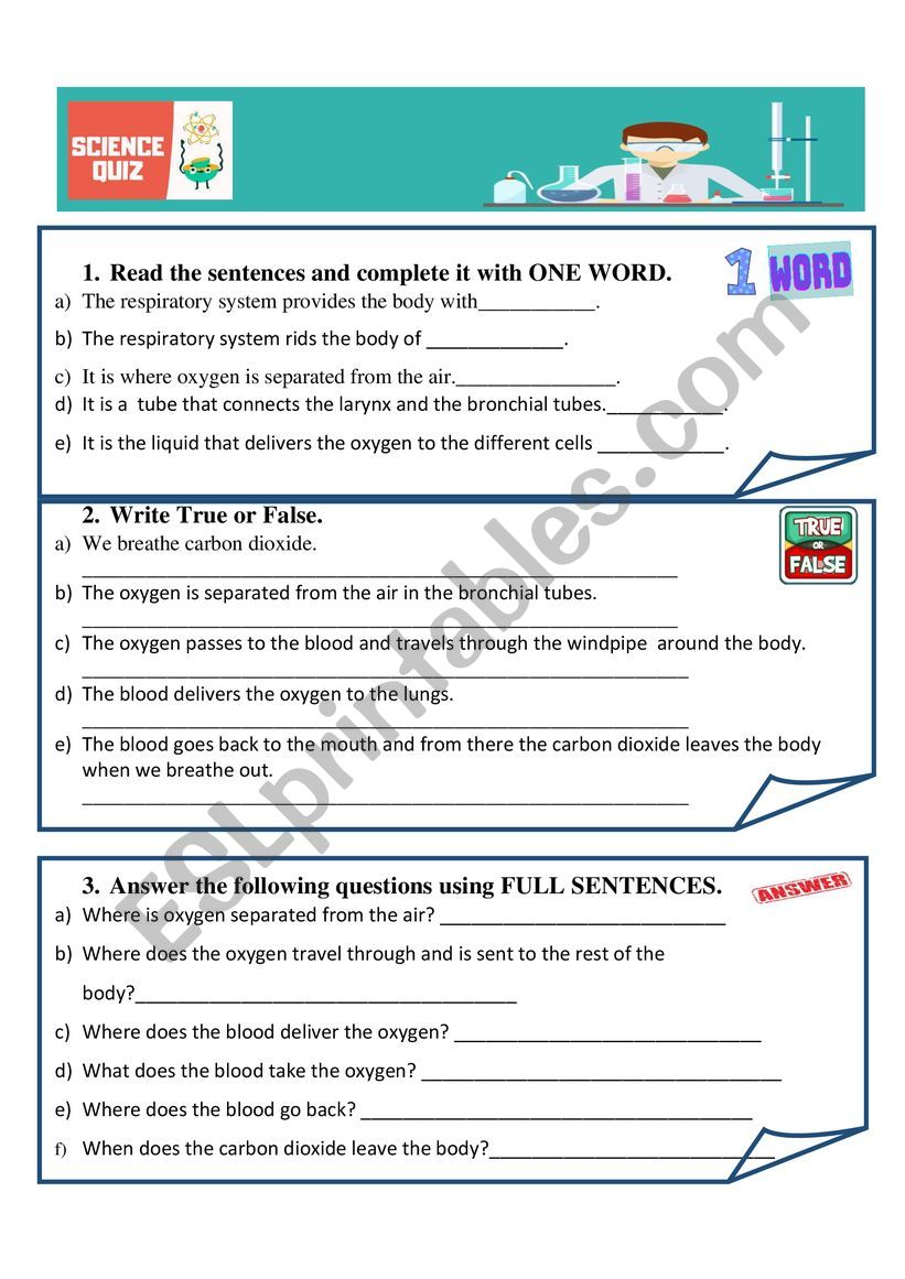 Respiratory system quiz worksheet