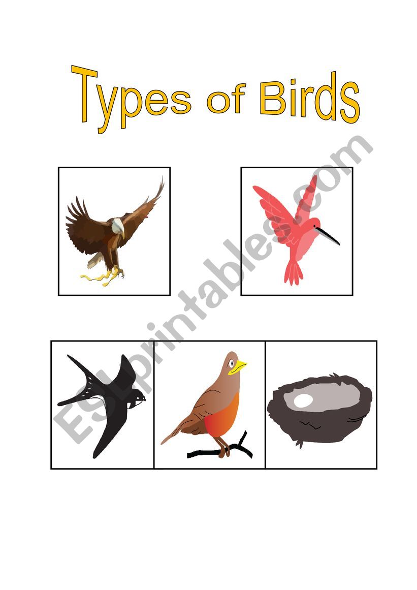 Types of Birds worksheet