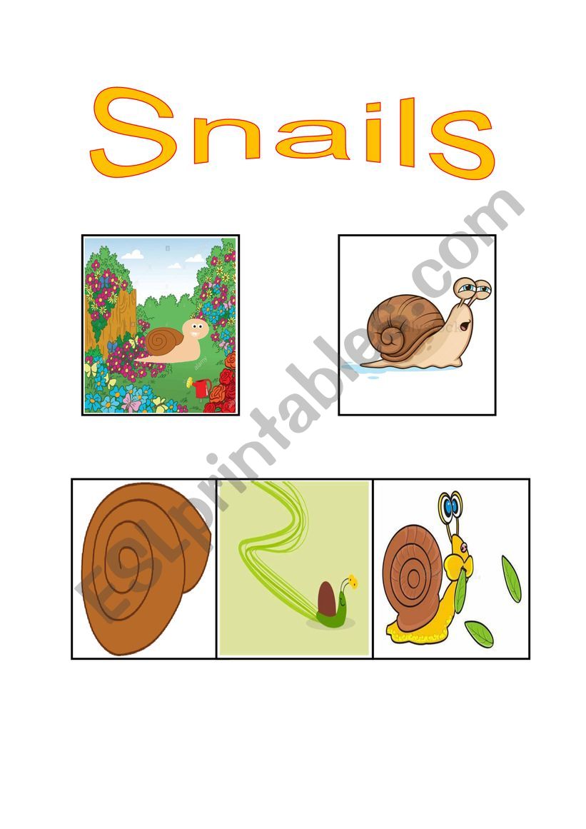 All about Snails worksheet