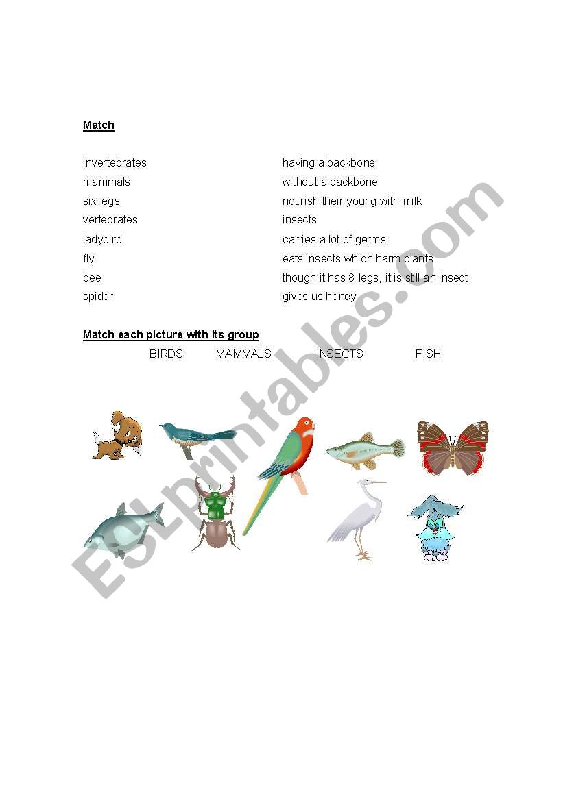 groupint animals worksheet