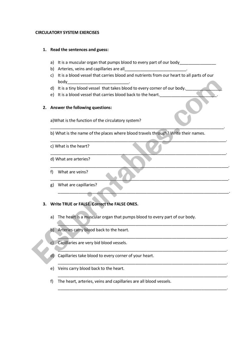 circulatory system exercises worksheet