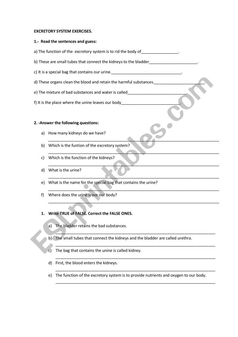 Excretoty system exercises worksheet