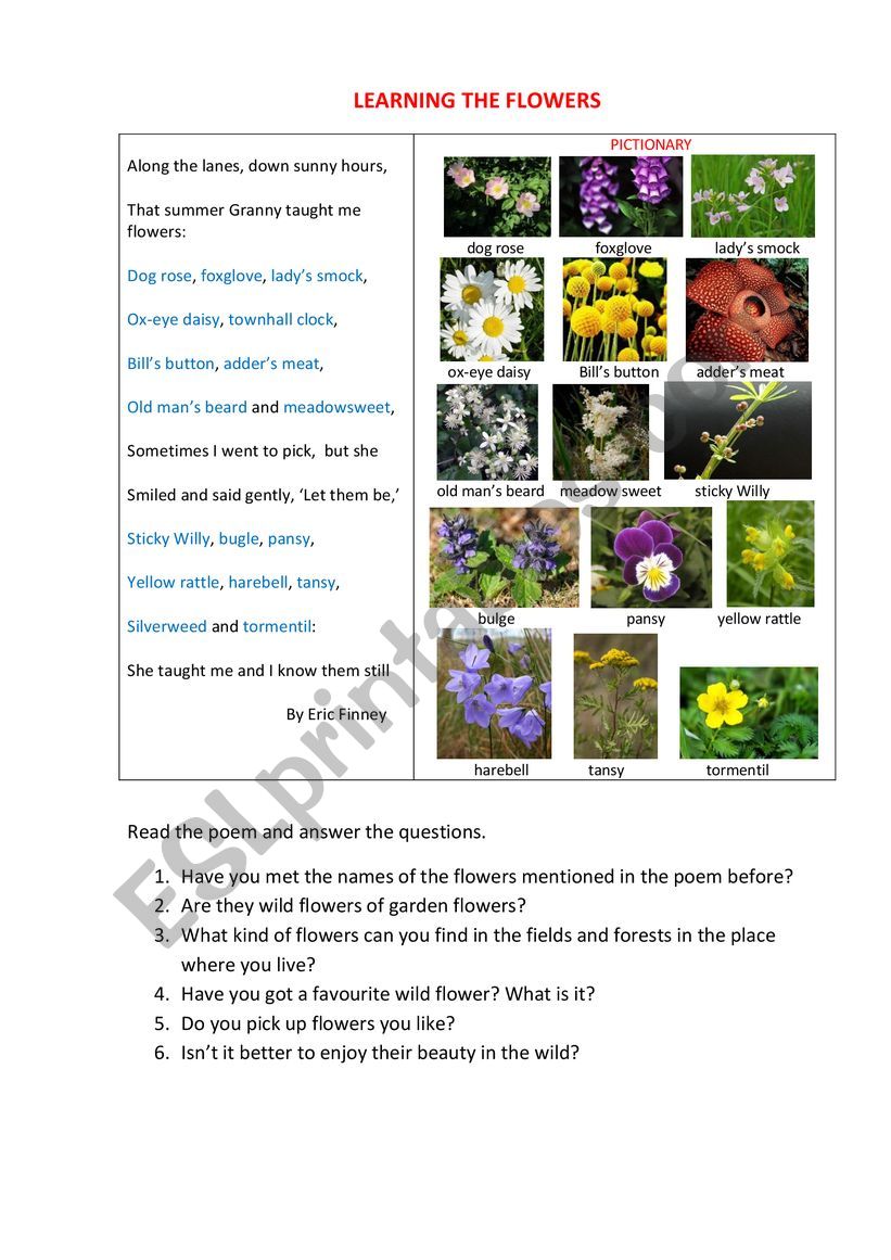 Learn the names of flowers worksheet
