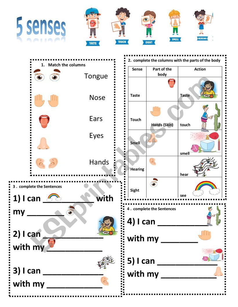 five Senses  worksheet