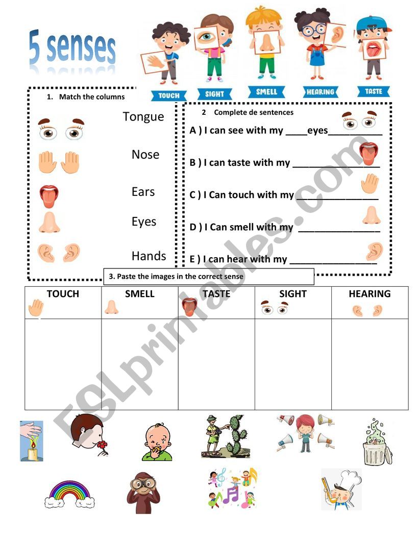 five Senses  worksheet