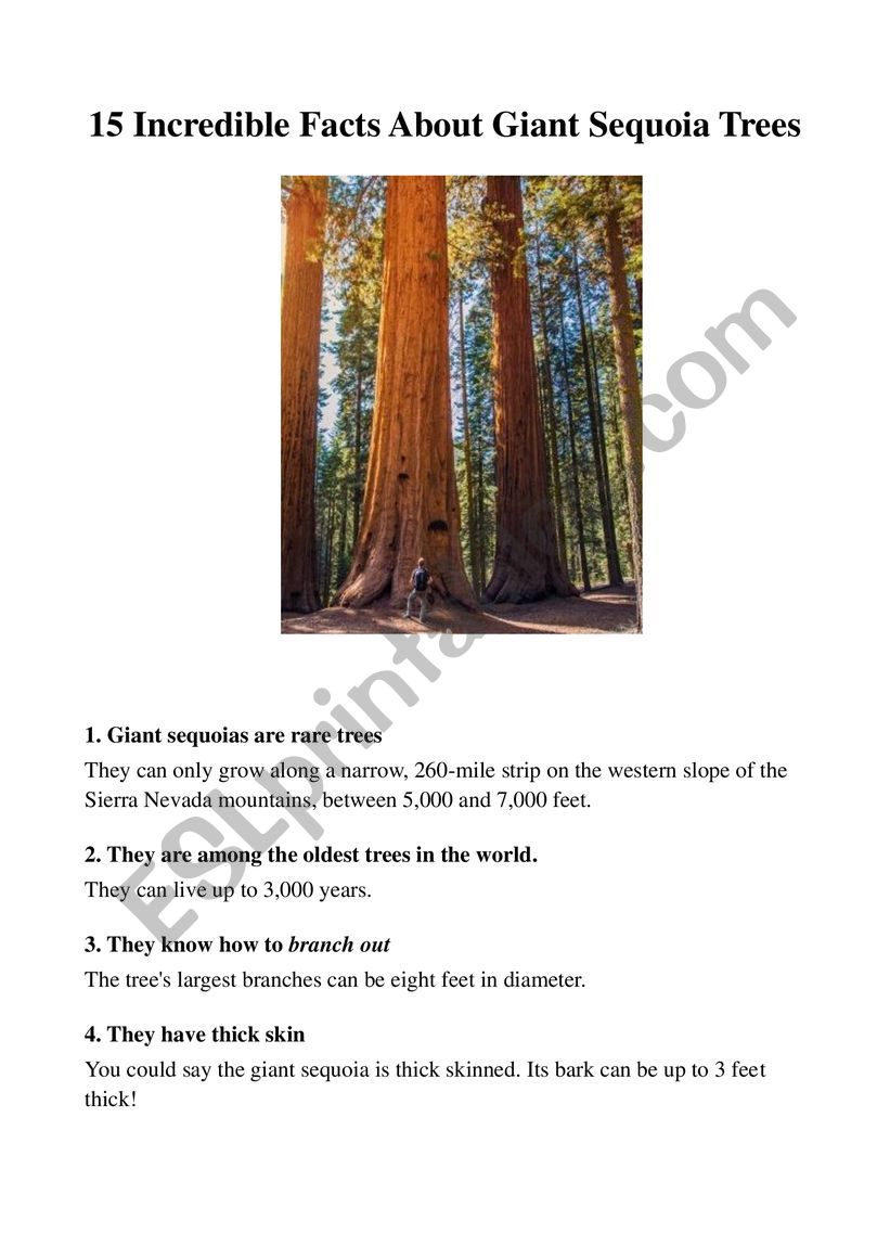 15 incredible facts about giant sequoia trees