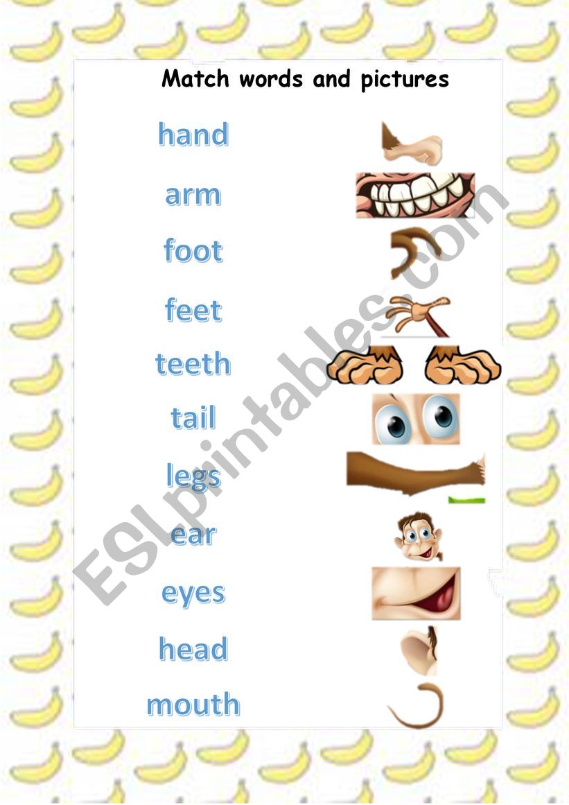 Animal Body Parts worksheet worksheet