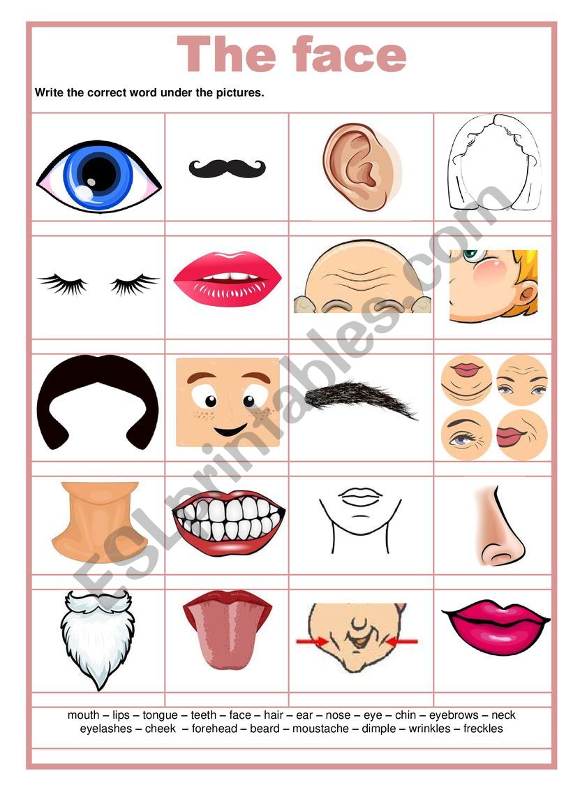 Picture dictionary - The Face worksheet