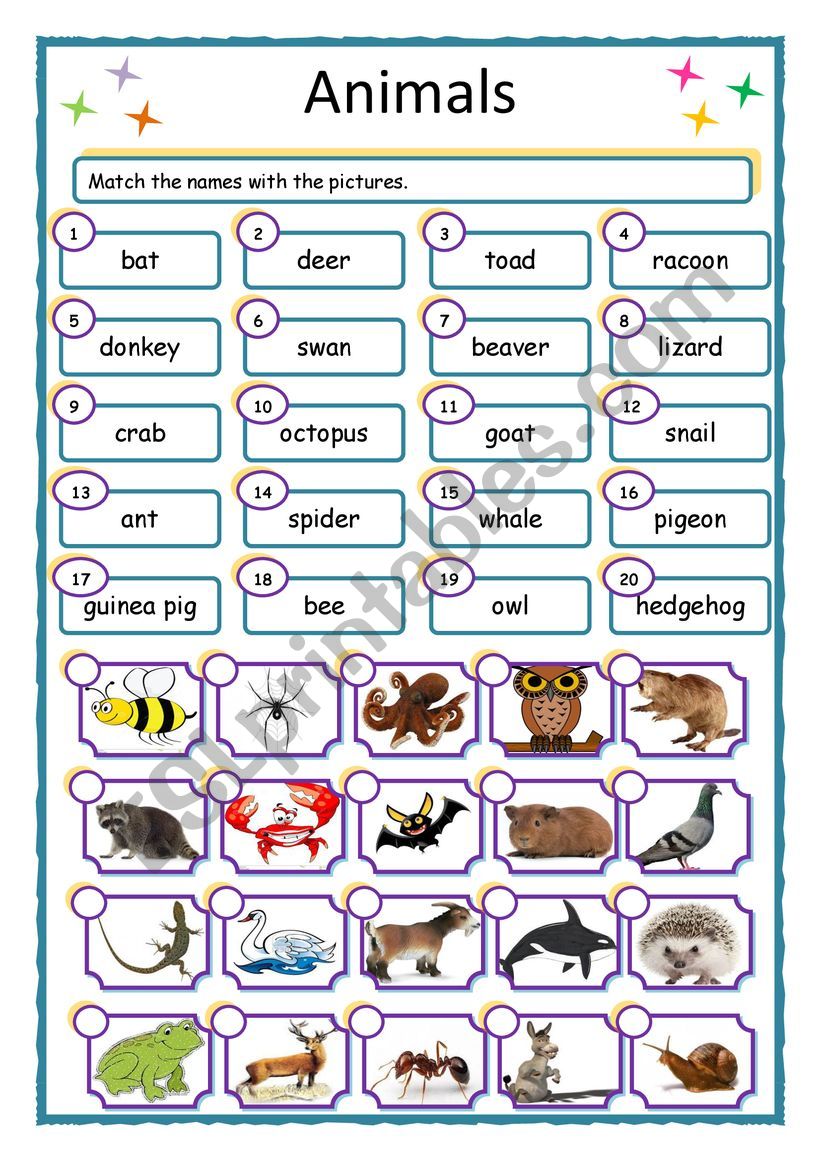 wild animals worksheet