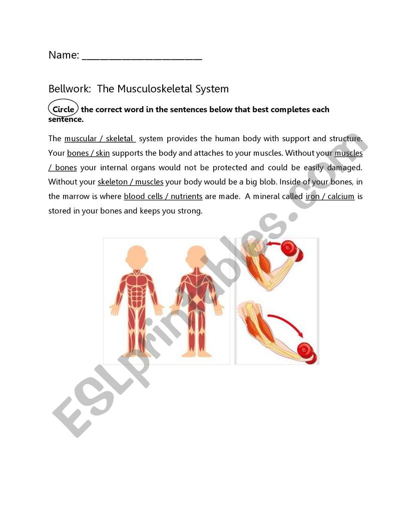 Bellwork- MuscularSkeletal System