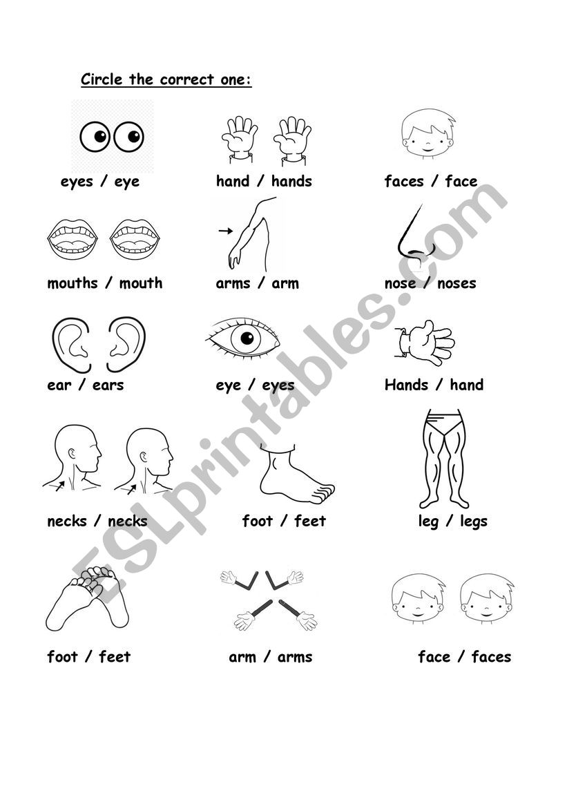 BODY ( plurals ) worksheet