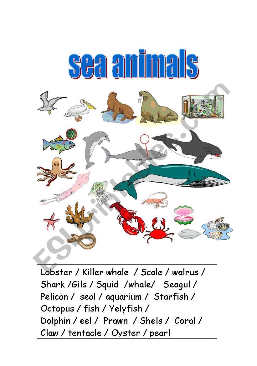 Sea animals worksheet