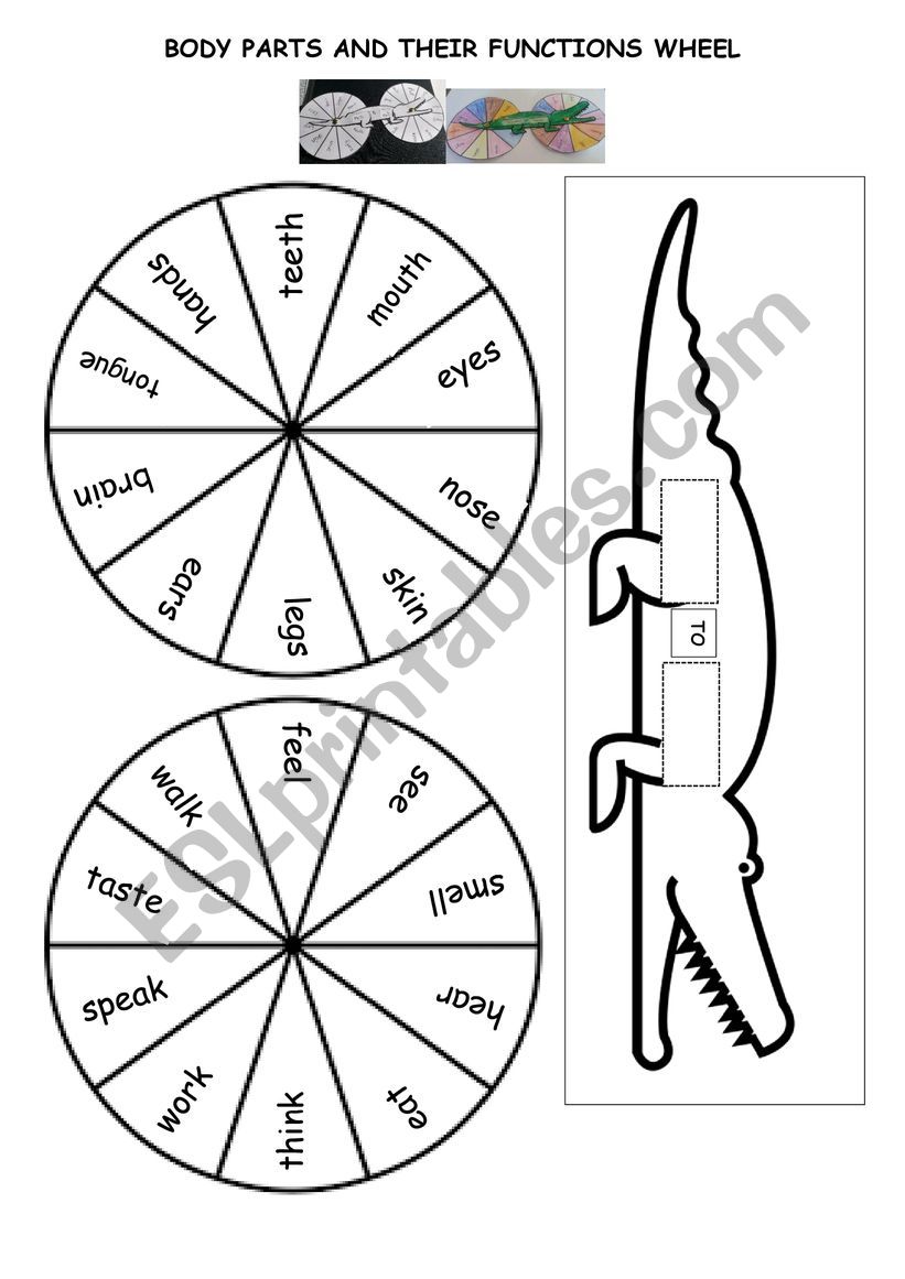 BODY PARTS AND THEIR FUNCTIONS WHEEL