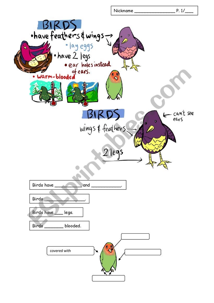 Birds and Mammals worksheet