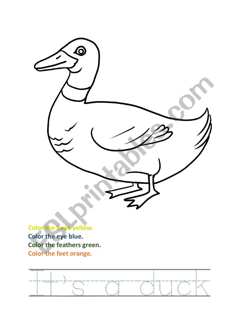 Duck Reading Writing and Coloring