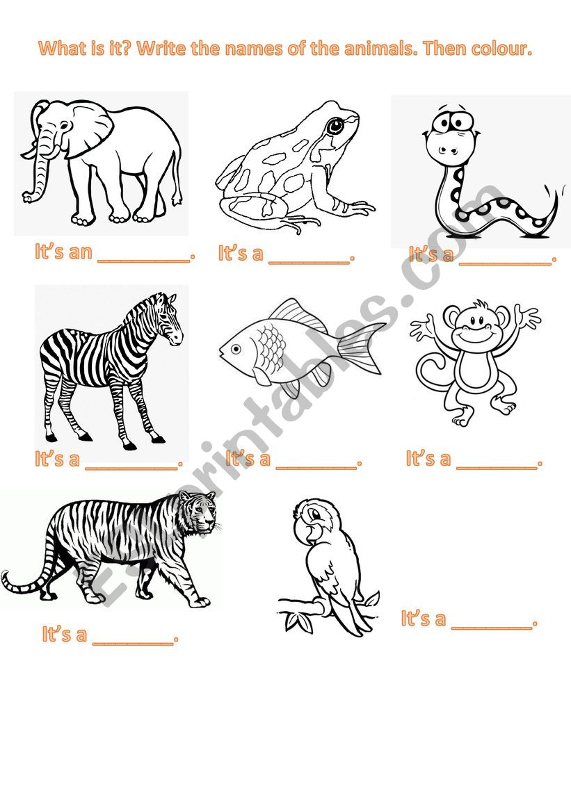 Animals worksheet