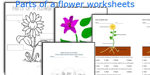 Parts of a flower worksheets