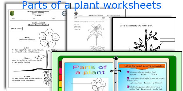 Parts of a plant worksheets