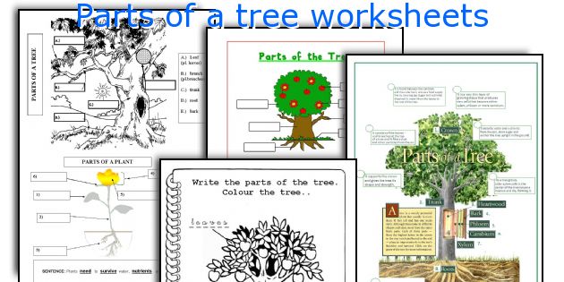 Parts of a tree worksheets