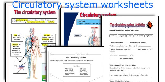 Circulatory system worksheets