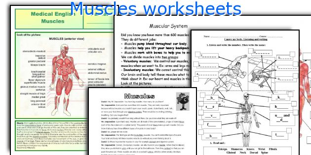 Muscles worksheets