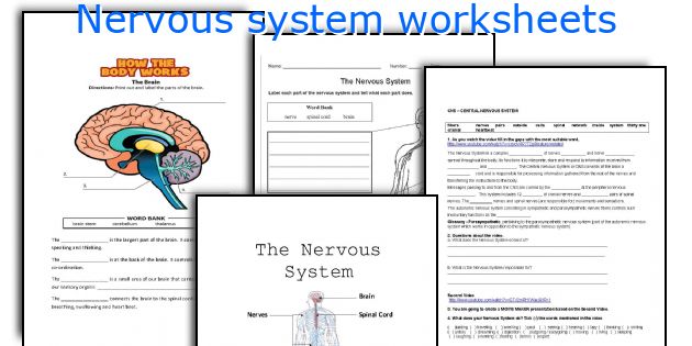 Nervous system worksheets