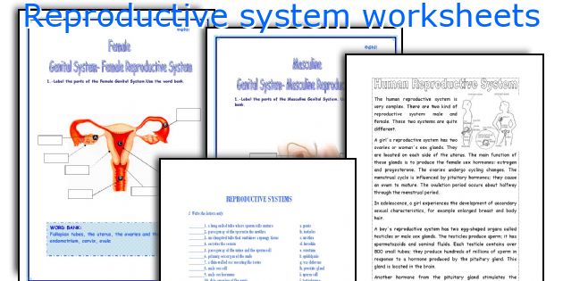 Reproductive system worksheets
