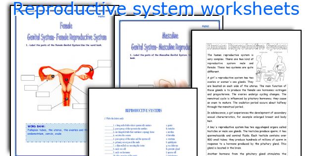 Reproductive System Worksheets