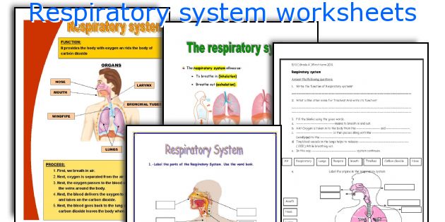 Respiratory system worksheets