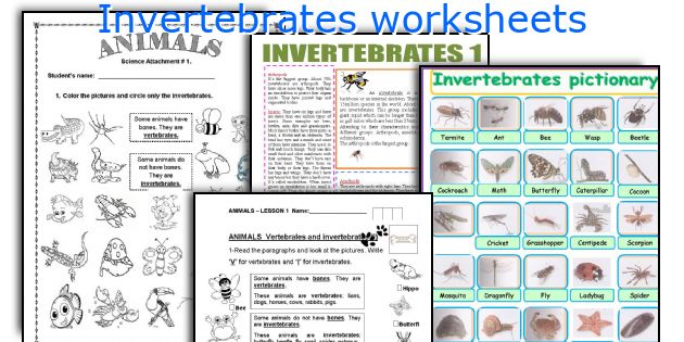 Invertebrates worksheets